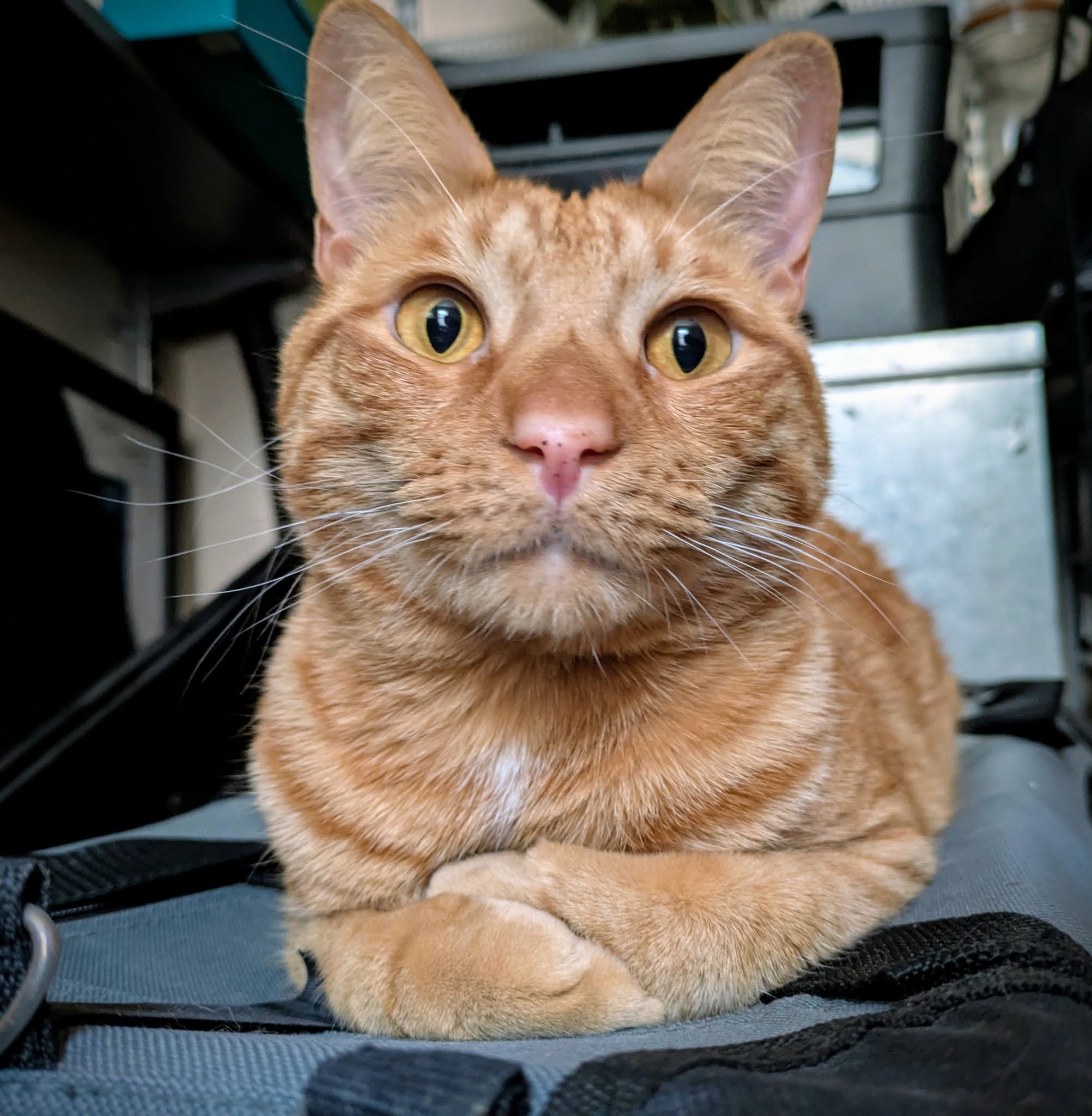 Baker is being very mindful, very demure today.

😻😸

#orangecat #catsofinstagram #celllesswonder #freckles #orangetabby #verymindfulverydemure