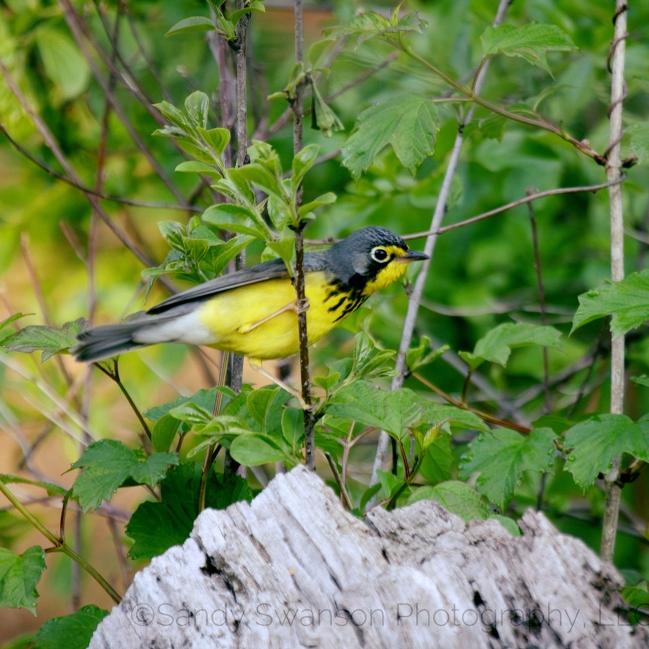 Birding is my meditation (well, that along with riding my motorcycle). Got a streak going of 30 days, heading out just after sunrise (and sometimes just before sunset) to look for spring migrants. Bonus: Getting that early morning light has been great for my sleep-wake cycle and circadian rhythm!
This guy is a Canada Warbler, one of my favorites, as it was the first warbler I correctly identified on my own after I bought my first pair of binoculars.
Do you bird? Got a favorite species?
***
This guy is a Canada Warbler, one of my favorites, as it was the first warbler I correctly identified on my own after I bought my first pair of binoculars and was birding seriously.
#birding #birdlife #birdphotography #canada #canadawarbler #canadawarblersofinstagram #warbler #birder #birdnerd #birdwatching @canalshores
